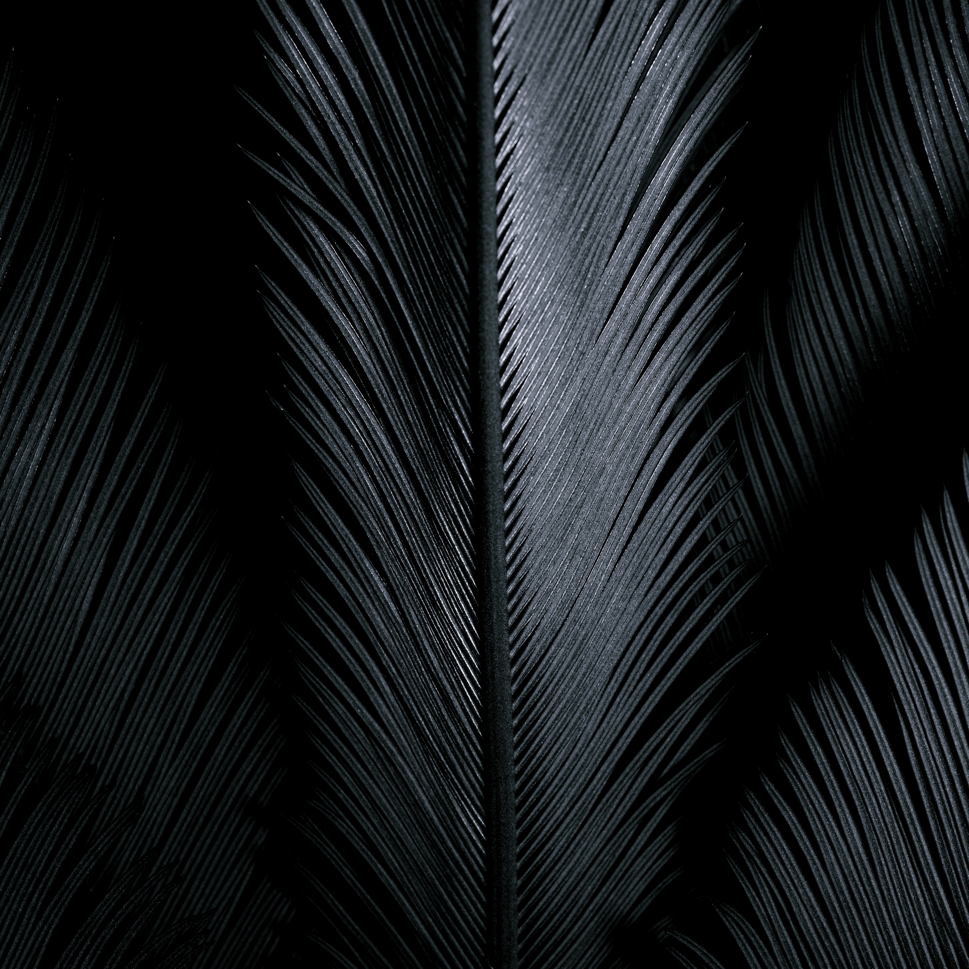 Close Up Photo of Black Shiny Feathers