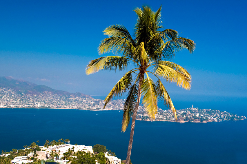 Acapulco Palm Tree