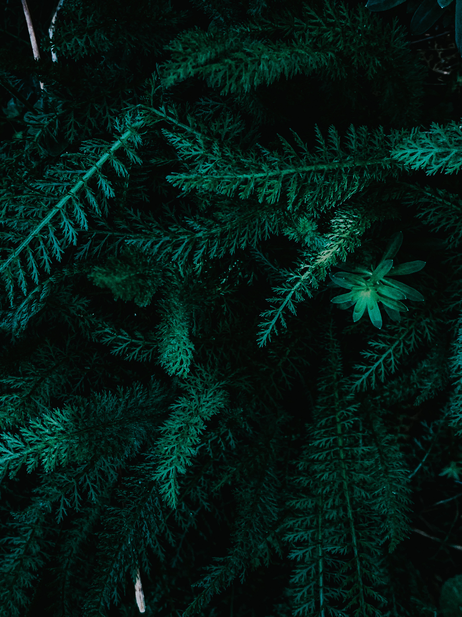 Lush green fern foliage in nature