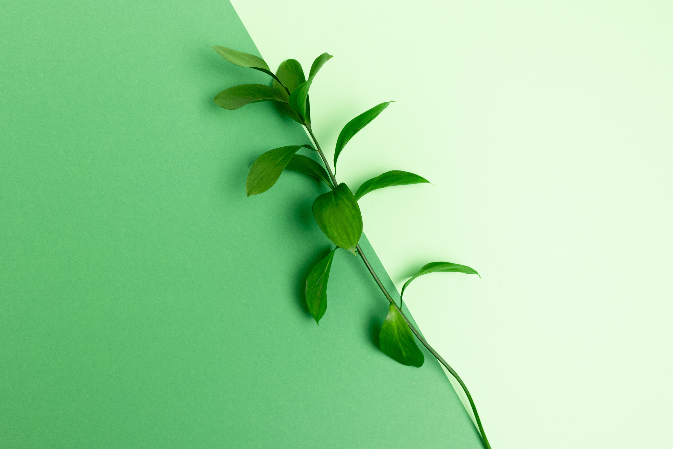 Flatlay of ruscus branch on green pastel background.